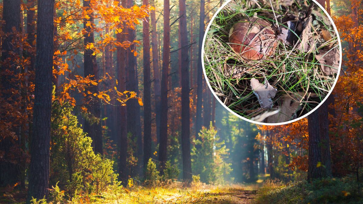 Sprawdzamy, gdzie znajdziesz grzyby na północy Polski