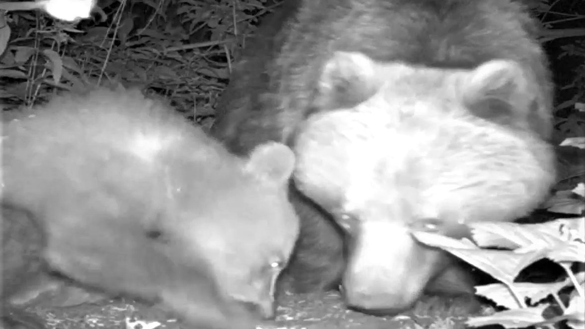 Niedźwiadki zostały przyłapane przez fotopułapkę 