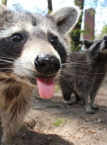 Szopy atakują. Ssaki paraliżują stolicę azjatyckiego kraju