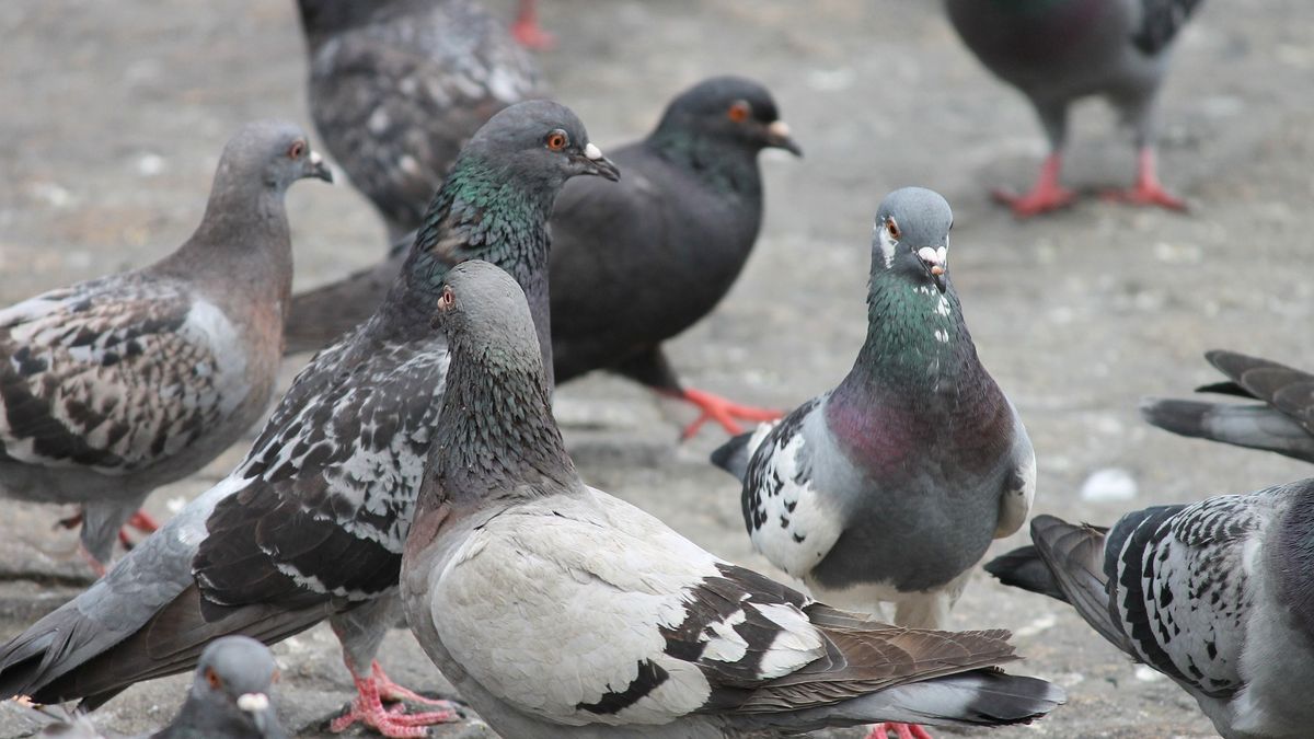Gołębie są uciążliwe dla mieszkańców belgijskiej gminy