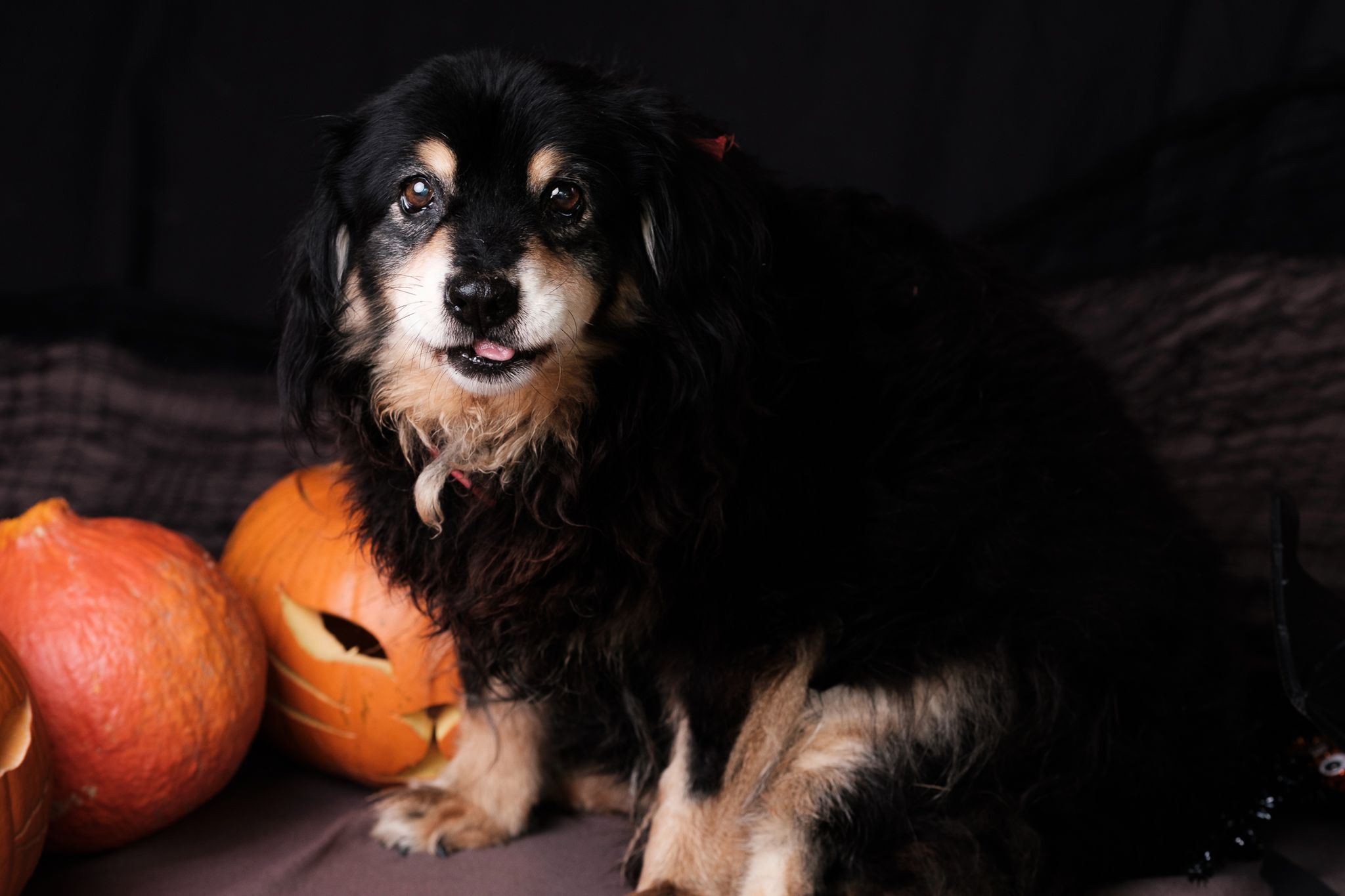 Halloween 2019: Zrobiłem sesję w schronisku, by pomóc w adopcji zwierząt 24
