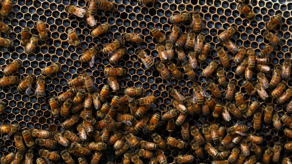 Nest of the honey bee (Apis dorsata) in munshigonj outskirts of Dhaka, Bangladesh on January 21, 2020. Winter in Bangladesh is the most favorable season of honey production when fields of mustard in most parts of the country are in full bloom. With no exception this year, bee farmers are now quite busy in the tropical country. (Photo by Mehedi Hasan/NurPhoto via Getty Images)