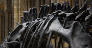 Morderca dinozaurów uderzył wiosną
