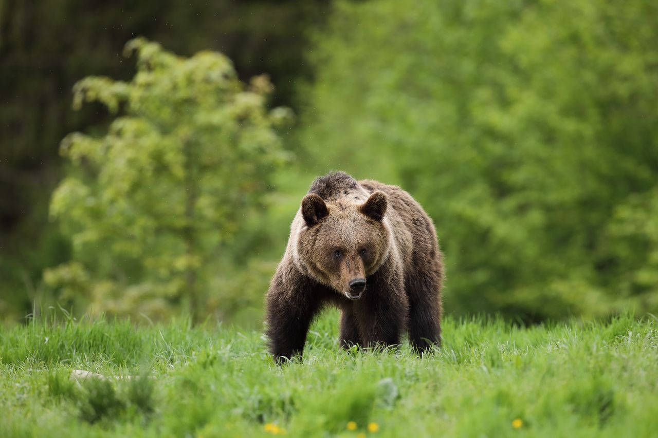 Biolog: Odstrzał niedźwiedzi w Bieszczadach nic nie zmieni