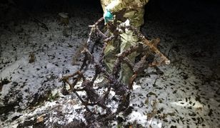 Podkarpacie. Ktoś uparcie montuje "zabójcze kolce". Wpadł w nie leśnik