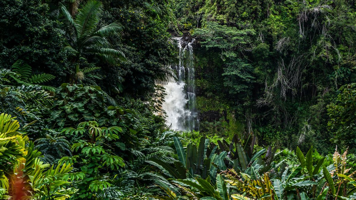 UE pomaga chronić lasy tropikalne m.in. Ameryki Południowej i Afryki. 