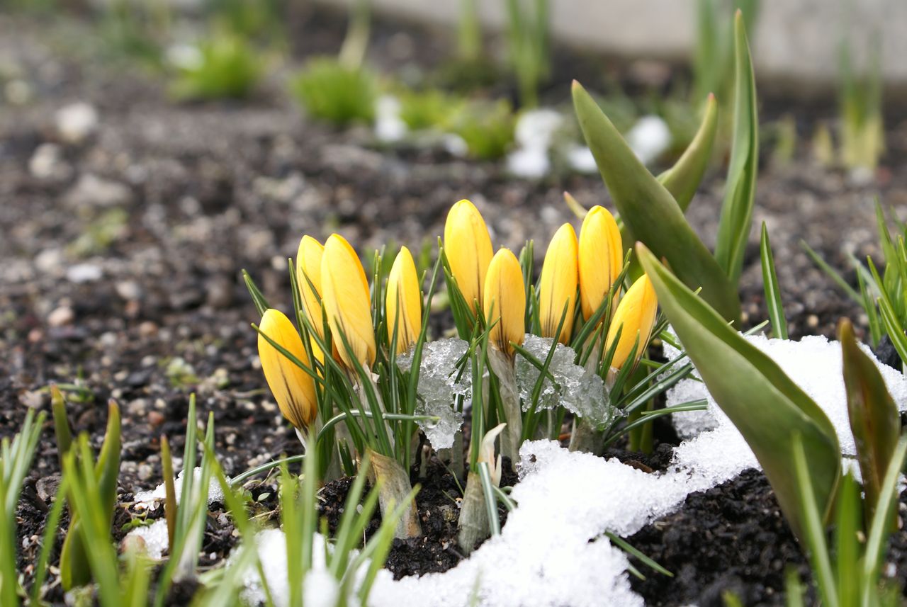 Frühlingsvorboten im Winter: So schützen Sie Ihre Pflanzen