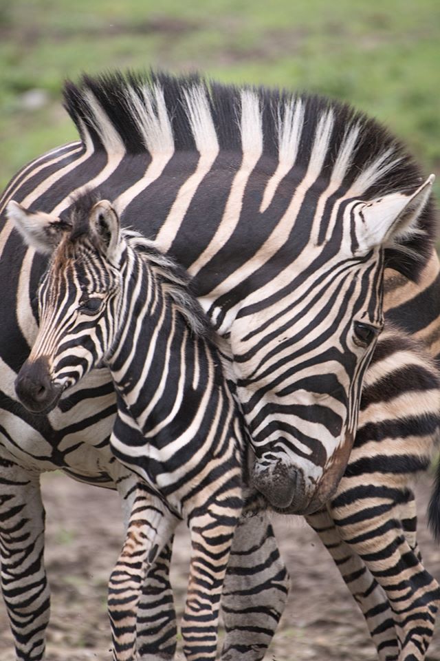 Wrocław. Koronawirus. Zebry zapraszają - dziś kolejny odcinek domowego zoo