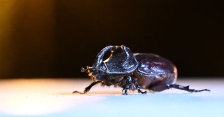 Lasy w ogniu. Znaleźli współwinowajcę. Kto by się spodziewał