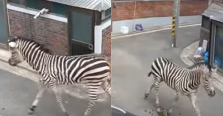 Niecodzienny widok. Po ulicach biegała zebra