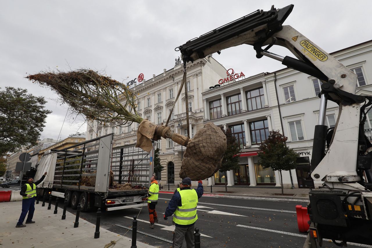 W Warszawie sadzą drzewa z Niemiec. Koszt jednego to 14 tys. zł