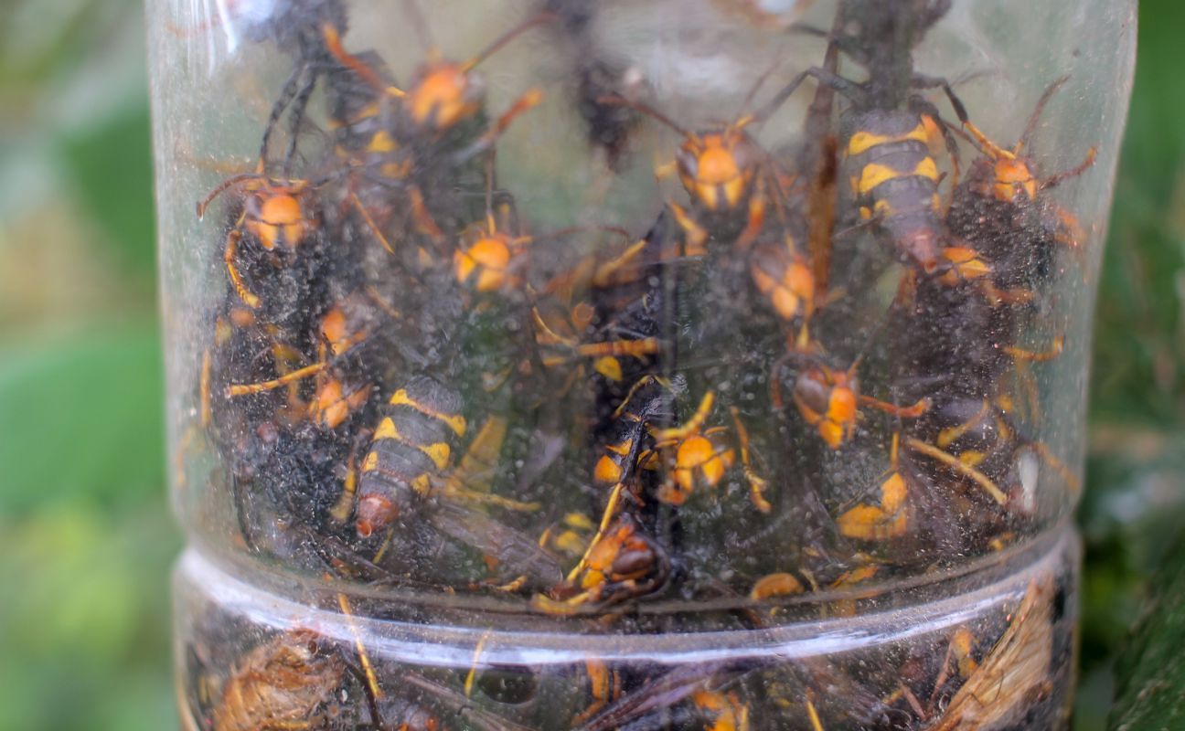 Domowa pułapka z butelki i piwa skutecznie odstraszy szerszenie z ogrodu
