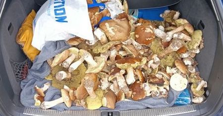 "Nigdy czegoś takiego nie spotkałem". Pokazał efekty wyprawy na grzyby