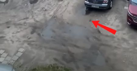Prawdziwa plaga w Poznaniu. Boją się wychodzić z domu