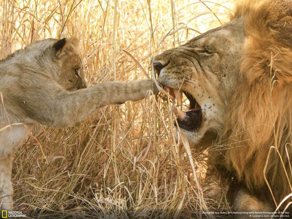 Fotografie natury, która nie przestaje zachwycać. Oto finałowe prace konkursu National Geographic Nature Photographer of the Year 2016 41