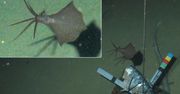Niezwykłe stworzenie na dnie oceanu. Kałamarnica odkryta ponad 6 km pod wodą