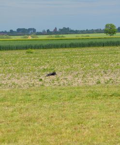 Wielowieś. Ptaki pod ochroną znalezione martwe. Najprawdopodobniej ktoś je otruł