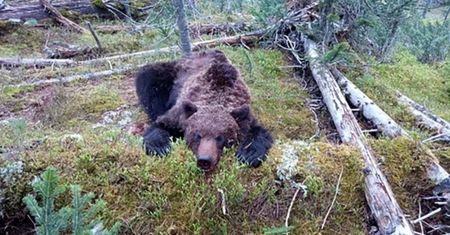 Makabra w parku narodowym. Niedźwiedź rozszarpał 16-latka