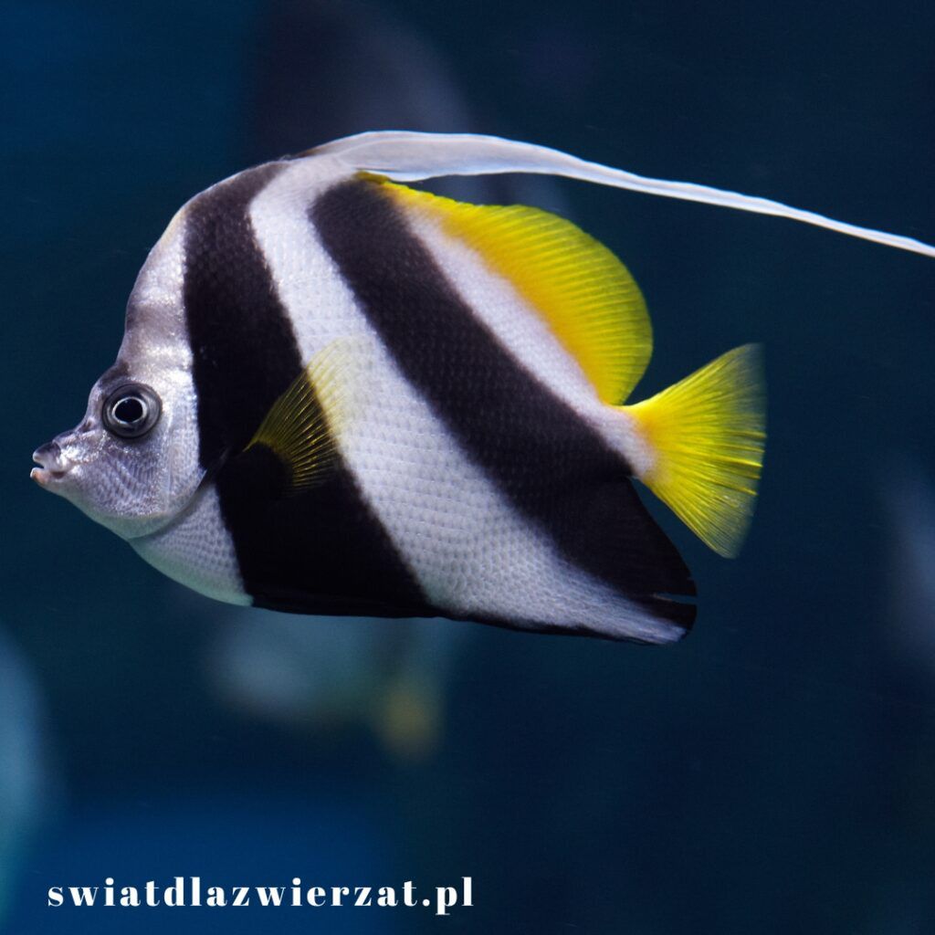 Angelfish, skalar