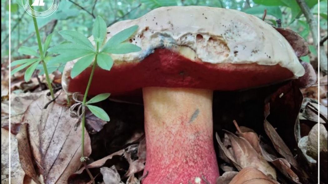 krwistoborowik szatański