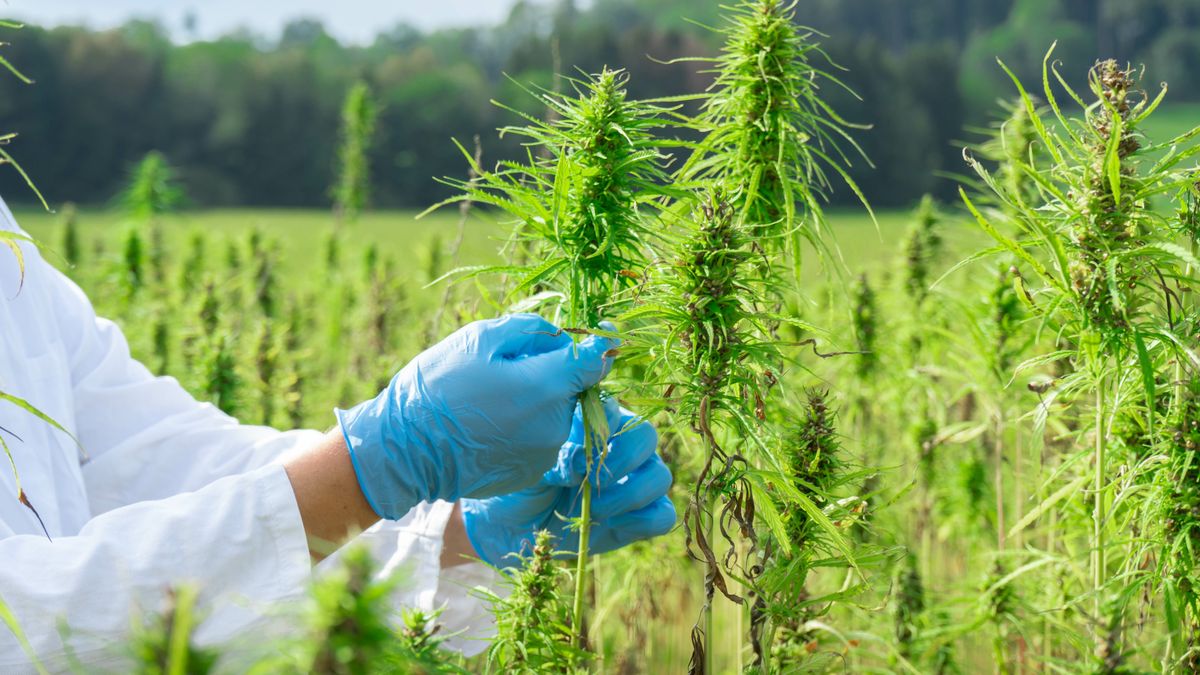 Konopie; marihuana; pole; konopie siewne; konopie włókniste; marihuana medyczna