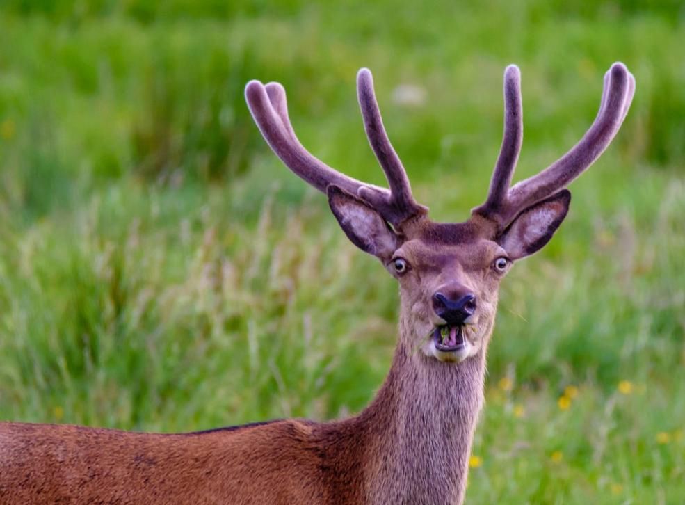 Znamy zwycięzcę Comedy Wildlife Photography Awards 2018 8