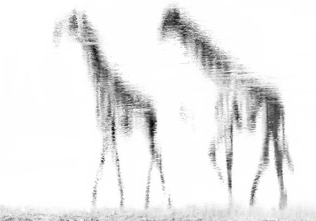 417854076506036082