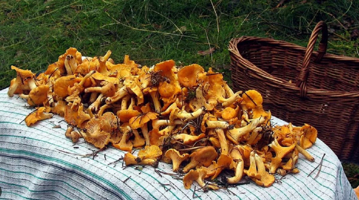 Grzybiarze ruszyli do lasów. Na Warmii trwa wysyp kurek
