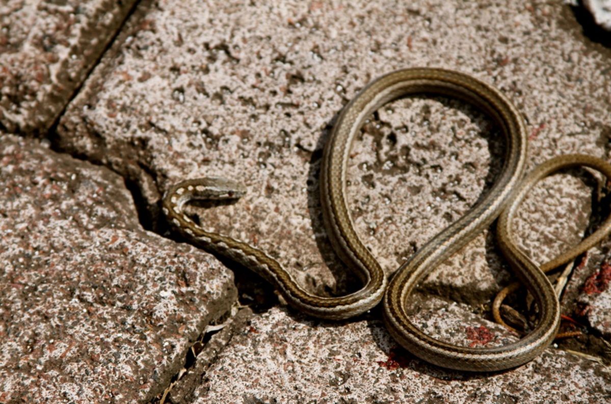 Pseudalsophis eibli odkryto na Galapagos