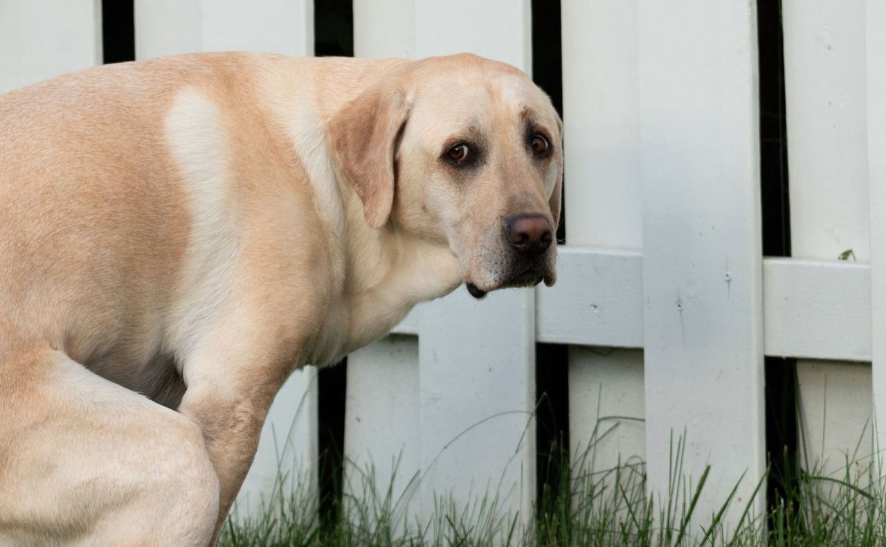 Pies patrzy ci w oczy, gdy się załatwia? Oto co chce "powiedzieć"