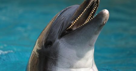 Delfiny rodzą się z wąsami. Dają im one niezwykłą umiejętność