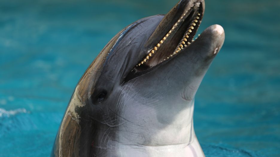 Delfin butlonosy