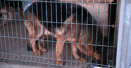 Schronisko "Happy Dog" w Sobolewie zamknięte. Decyzja Inspekcji Weterynaryjnej po kontroli PIW