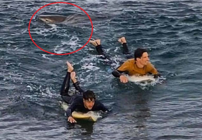 Surferzy nie zdawali sobie sprawy z tego, że rekin pływa tak blisko