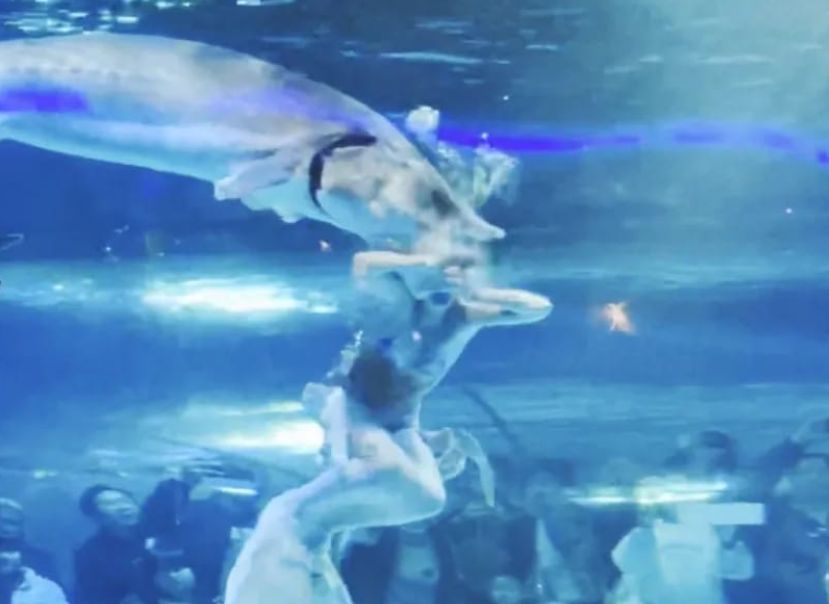 Horror w oceanarium