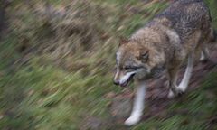 Wilk rzucił się na kobietę w Hamburgu. Próbowała mu pomóc