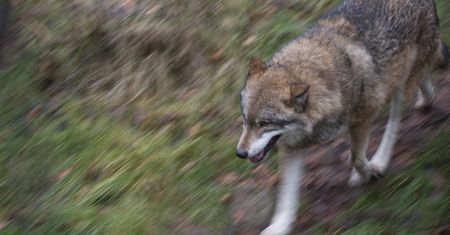 Wilk rzucił się na kobietę w Hamburgu. Próbowała mu pomóc