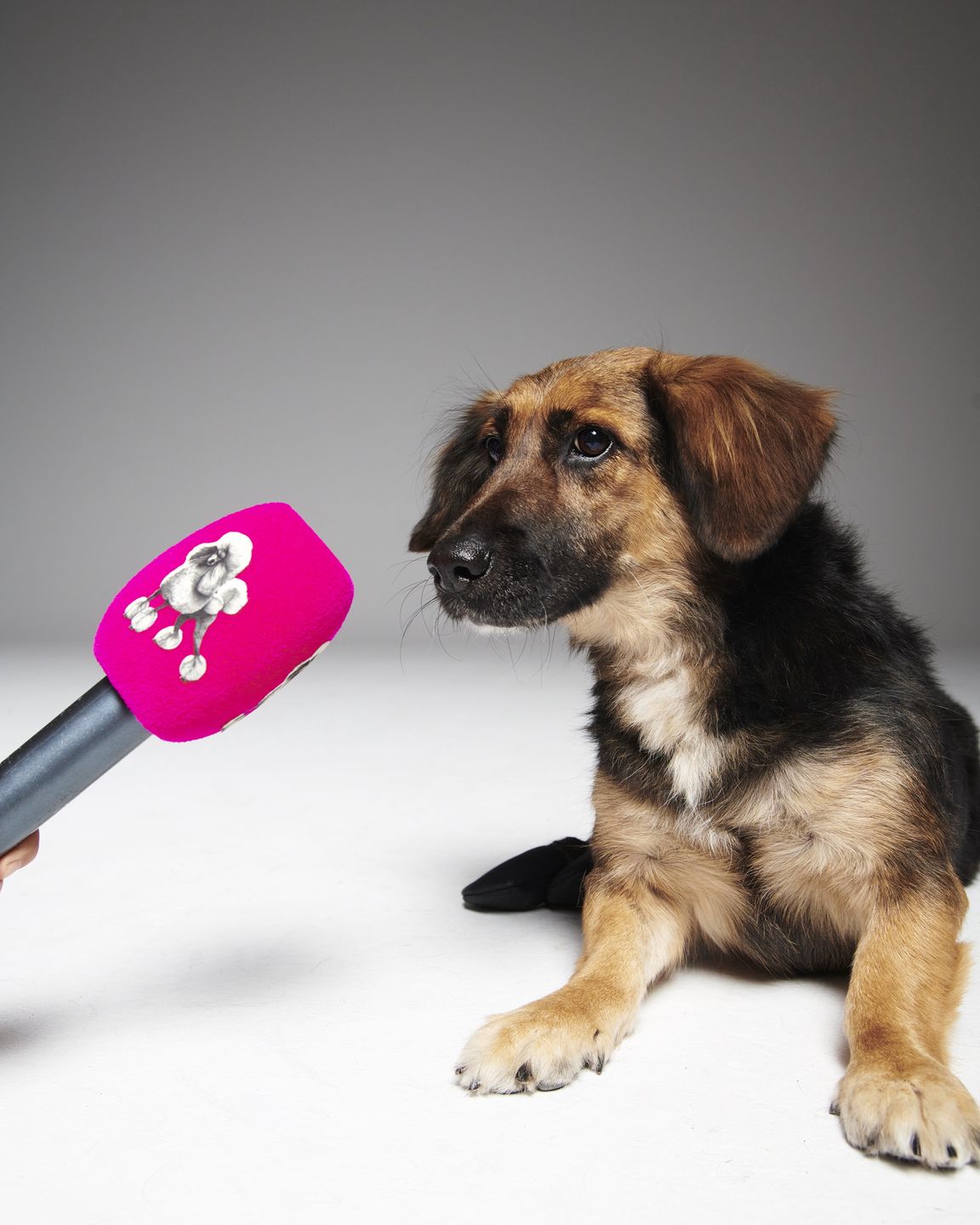 #AdoptujŚwiadomie! Pudelek szuka domu dla niepełnosprawnej Lilki
