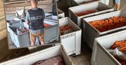 177 kilogramów marihuany pod skrzynkami z marchewką. Pięć osób zatrzymanych