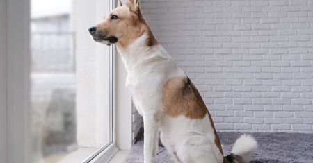 Zostawiasz psa samego w domu? Tych sygnałów nie wolno lekceważyć