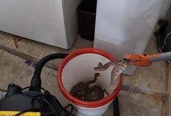 Przypadkowe odkrycie. 20 grzechotników w garażu