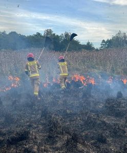 Pożar w Biebrzańskim Parku Narodowym. "Obszar sięga 70 ha"