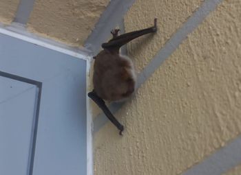 Nietoperz wybrał niefortunne miejsce. Służby w niecodziennej akcji