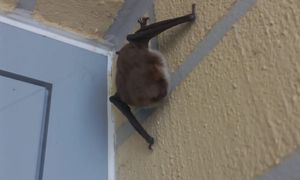 Nietoperz wybrał niefortunne miejsce. Służby w niecodziennej akcji