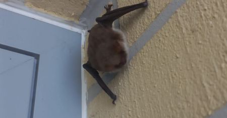 Nietoperz wybrał niefortunne miejsce. Służby w niecodziennej akcji