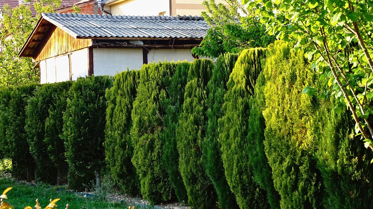 Pod żywopłotem z tui sadzę tylko te rośliny 