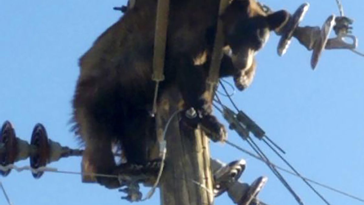 Niedźwiedź wdrapał się na słup wysokiego napięcia. Nie chciał zejść na ziemię