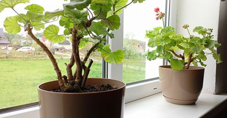 Kiedy schować pelargonie do domu? O tym pamiętaj, a wiosną nie pożałujesz