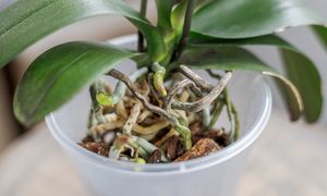 Wrzuć 4 kostki do doniczki. Storczyk przestanie chorować