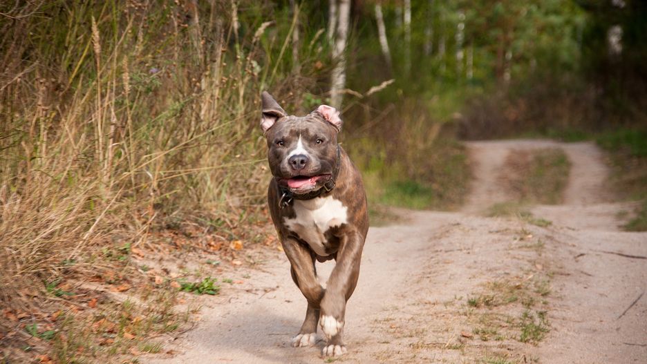 Agresywny amstaff dotkliwie ranił nastolatkę i zagryzł jej psa